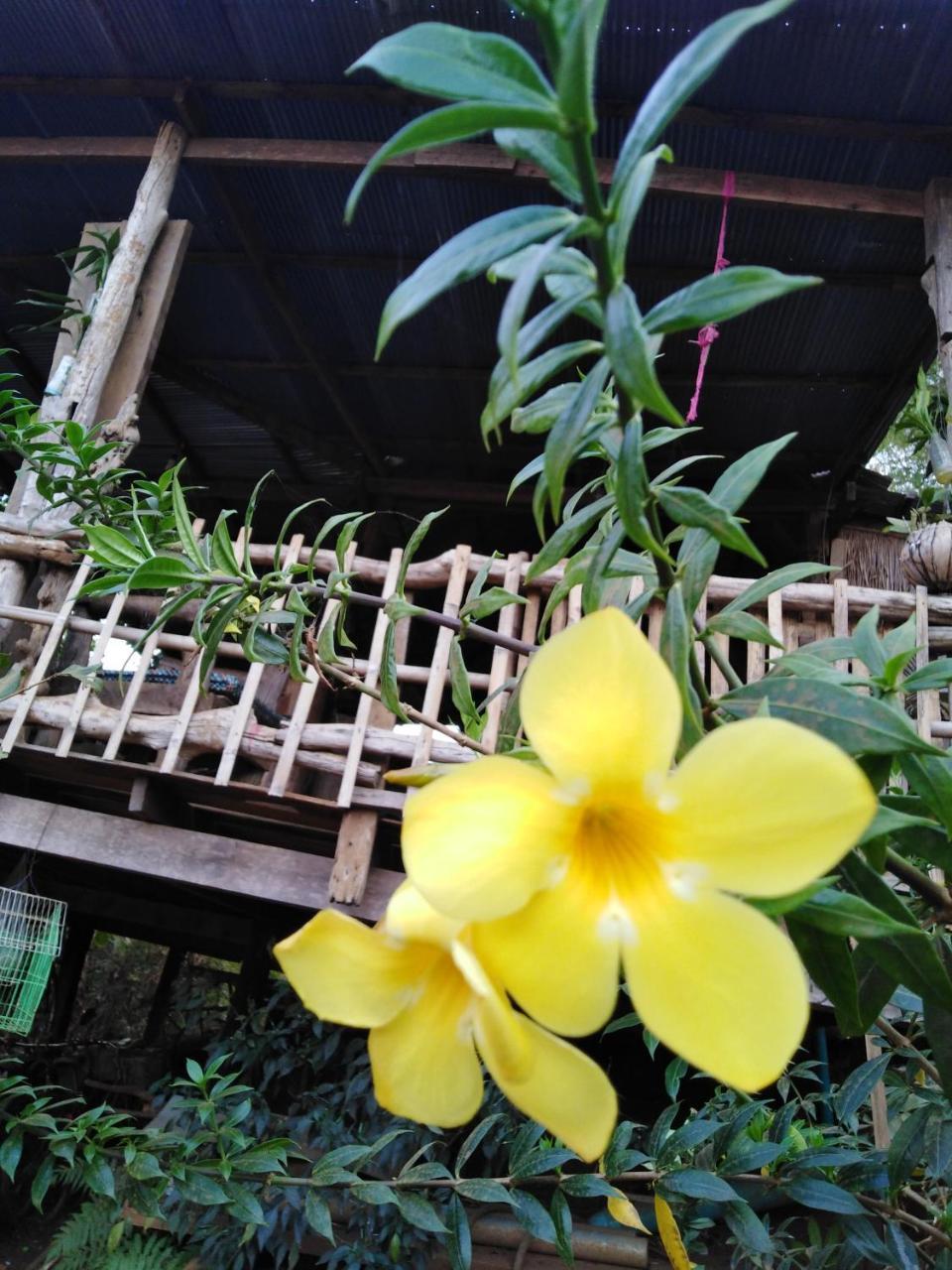 Tree Lodge بانلونغ المظهر الخارجي الصورة